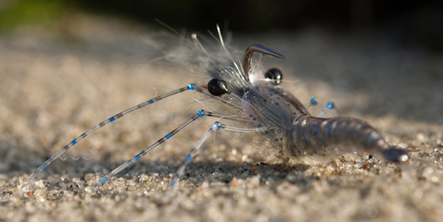 An up-side-shrimp tied by Jonatan Ternald on NS150