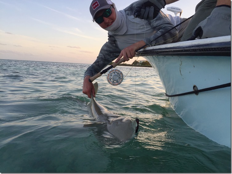 Shark Release by Darryl Holtz