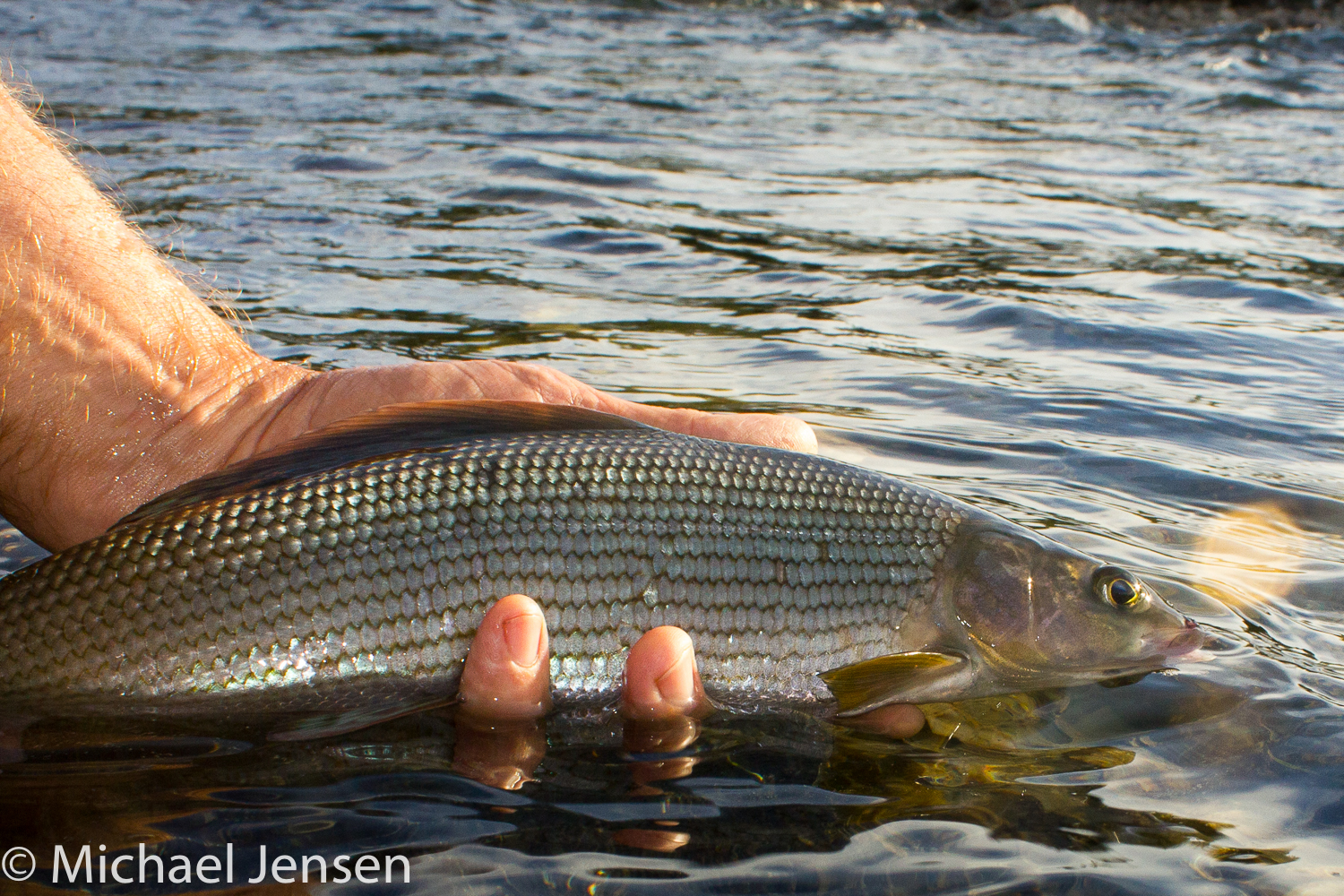 Soft-Hackled Fly, The: and Tiny Soft Hackles: A Trout Fisherman's Guide,  2nd Edition See more