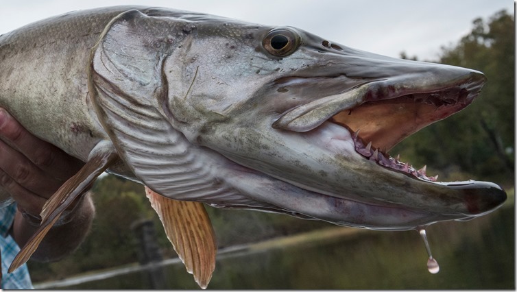 southern_musky_southvalleyanglers