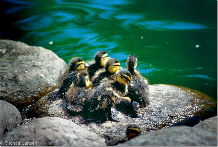 Ducklings