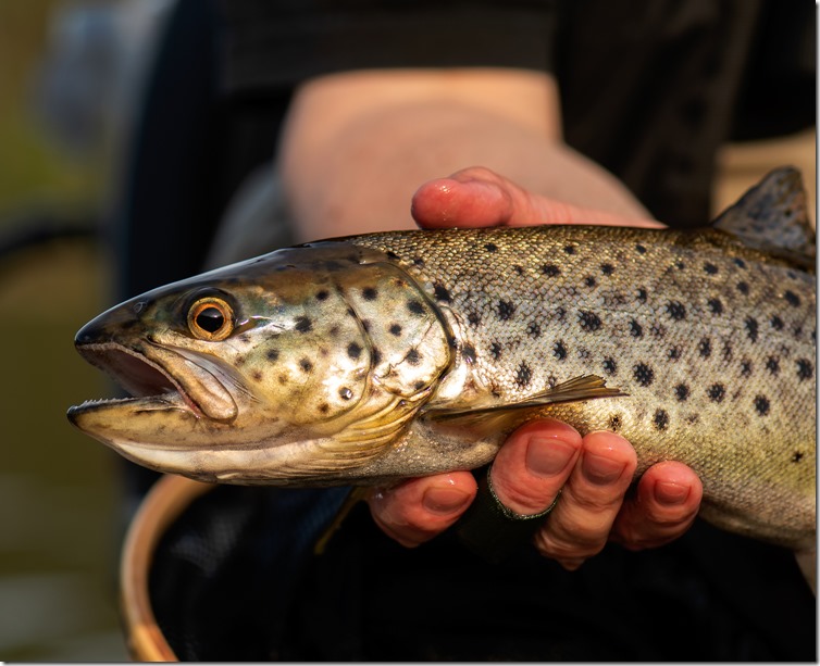 Trout Landed - Daniel Jansson-04