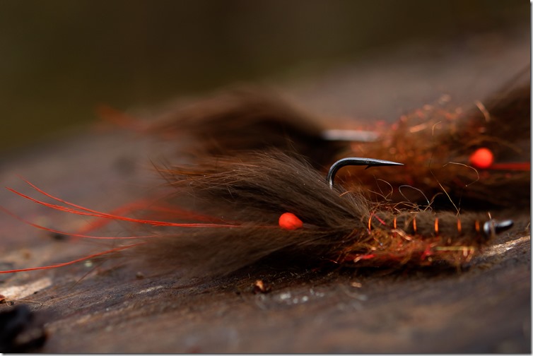 Orange Eyed Craw Fish by Håkan Karsnäser-04