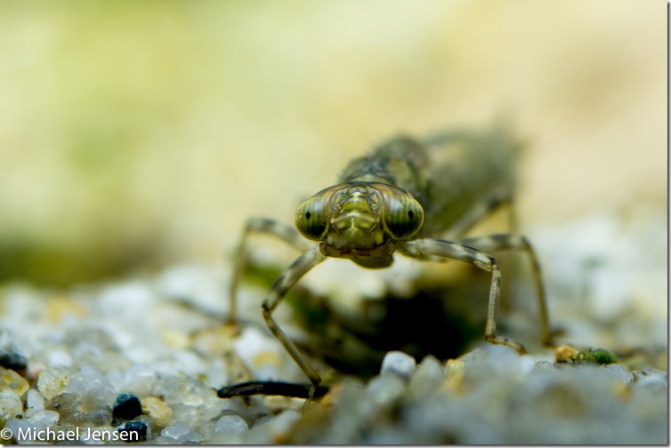 Dragonfly Nymph