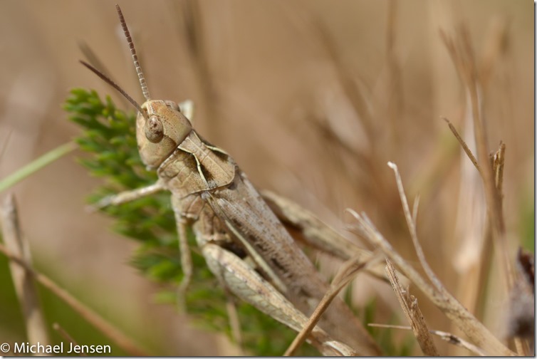 Hopper-3