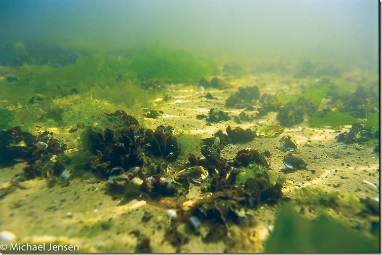 Saltwater biotope