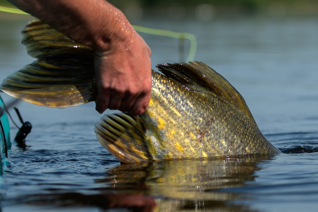 Perch – new kid on the (streamer) block - Ahrex Hooks