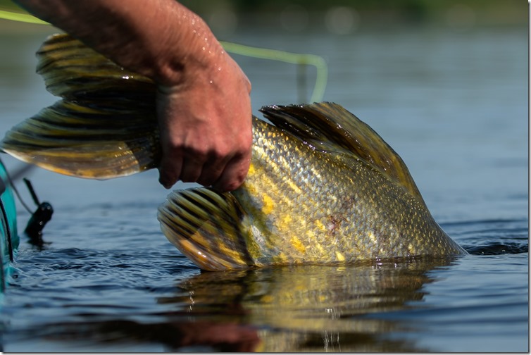 Pike release