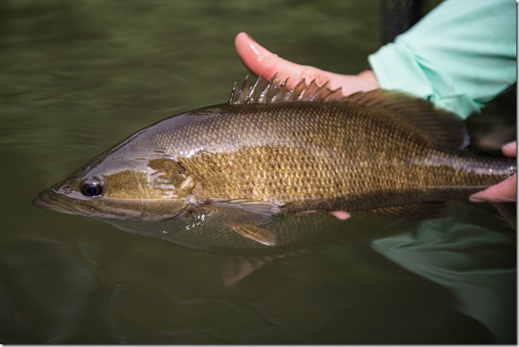 smallmouth_ahrexsculpin Photo by Austin Green