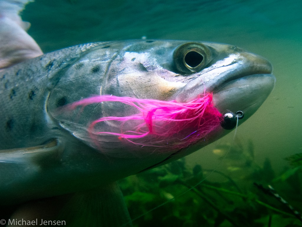 Small stream sea trout fishing - Michael Jensens Angling