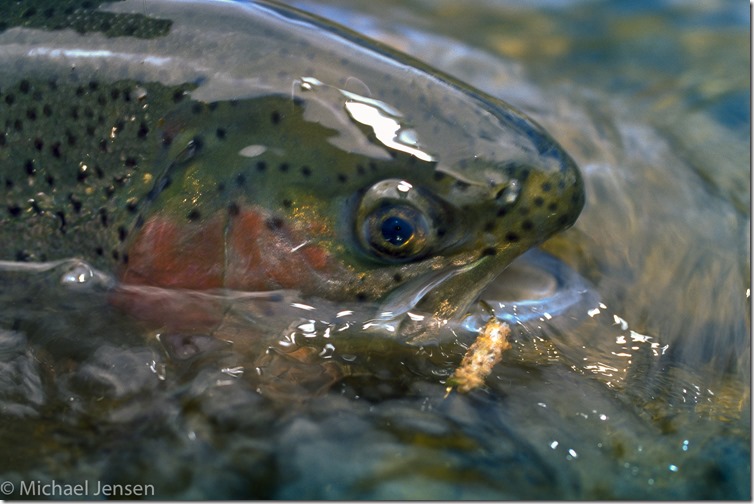 Caddis case rainbow