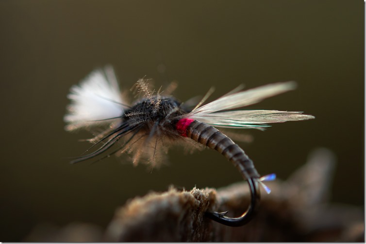 Crawling Midge by Roy Ole Jakobsen-01