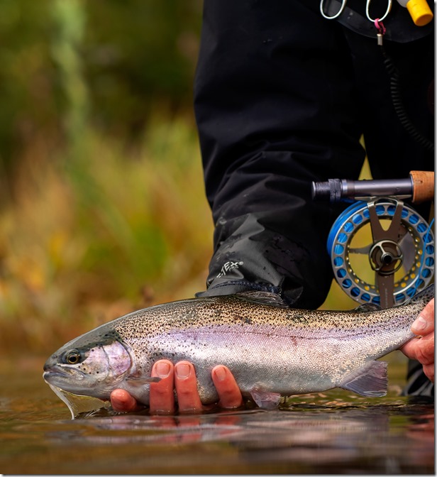 Abborra Gjölen Rainbow Trout 18-09-01c