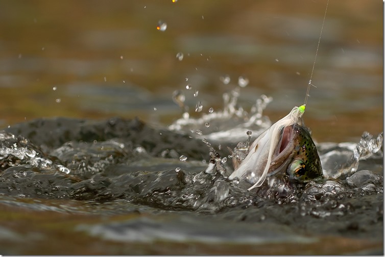 Abborra Gjölen Rainbow Trout 18-09-02