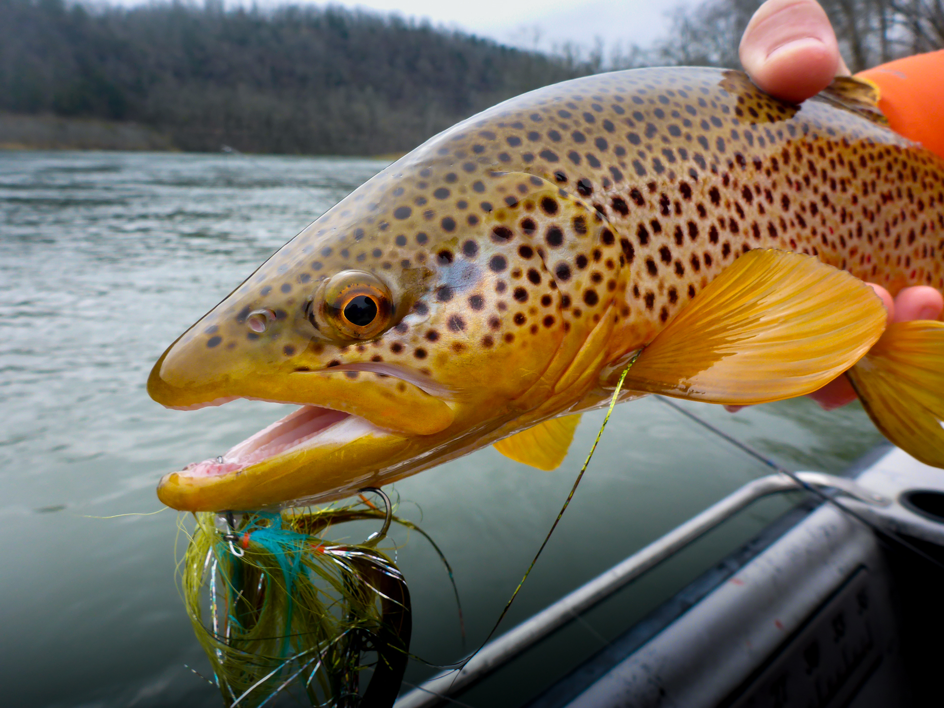 White River Fly Shop 10-Piece Barbless Classic Trout Fly