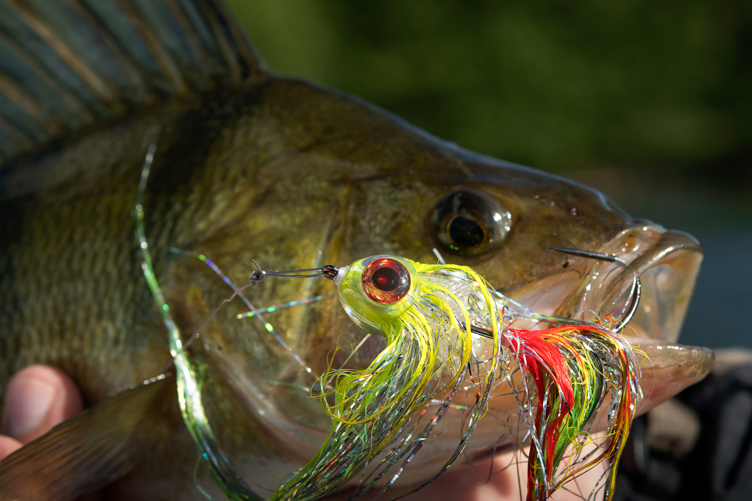 Summer perch – on the surface… and below - Ahrex Hooks