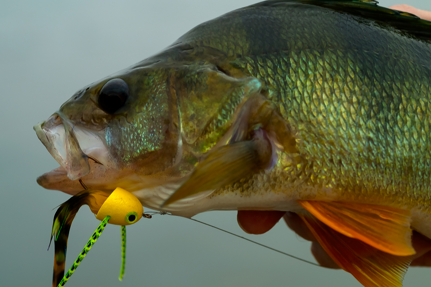 Summer perch – on the surface… and below - Ahrex Hooks