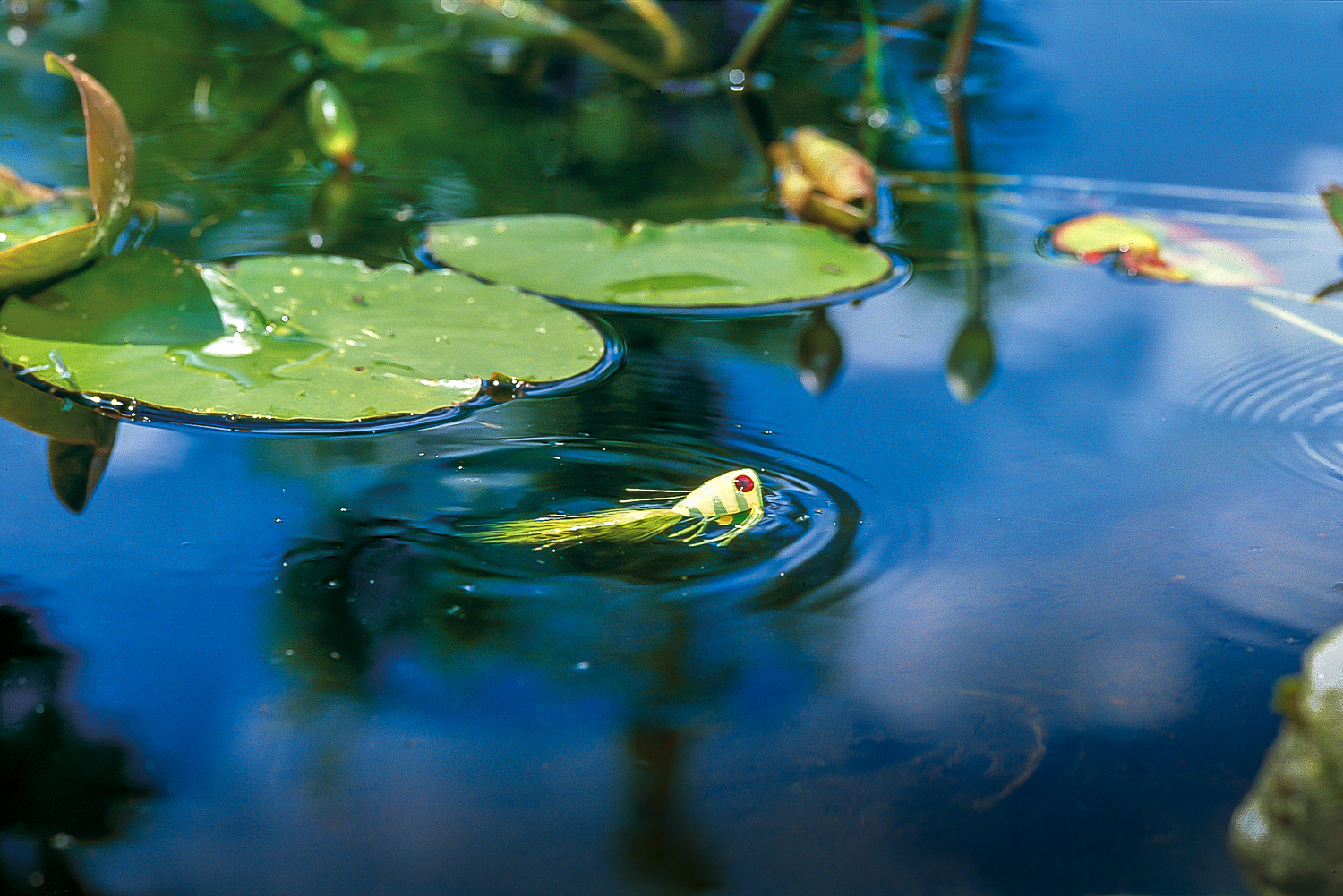 Paul Monaghan's 'Mono' Rig – Weedless rig for predator tube flies