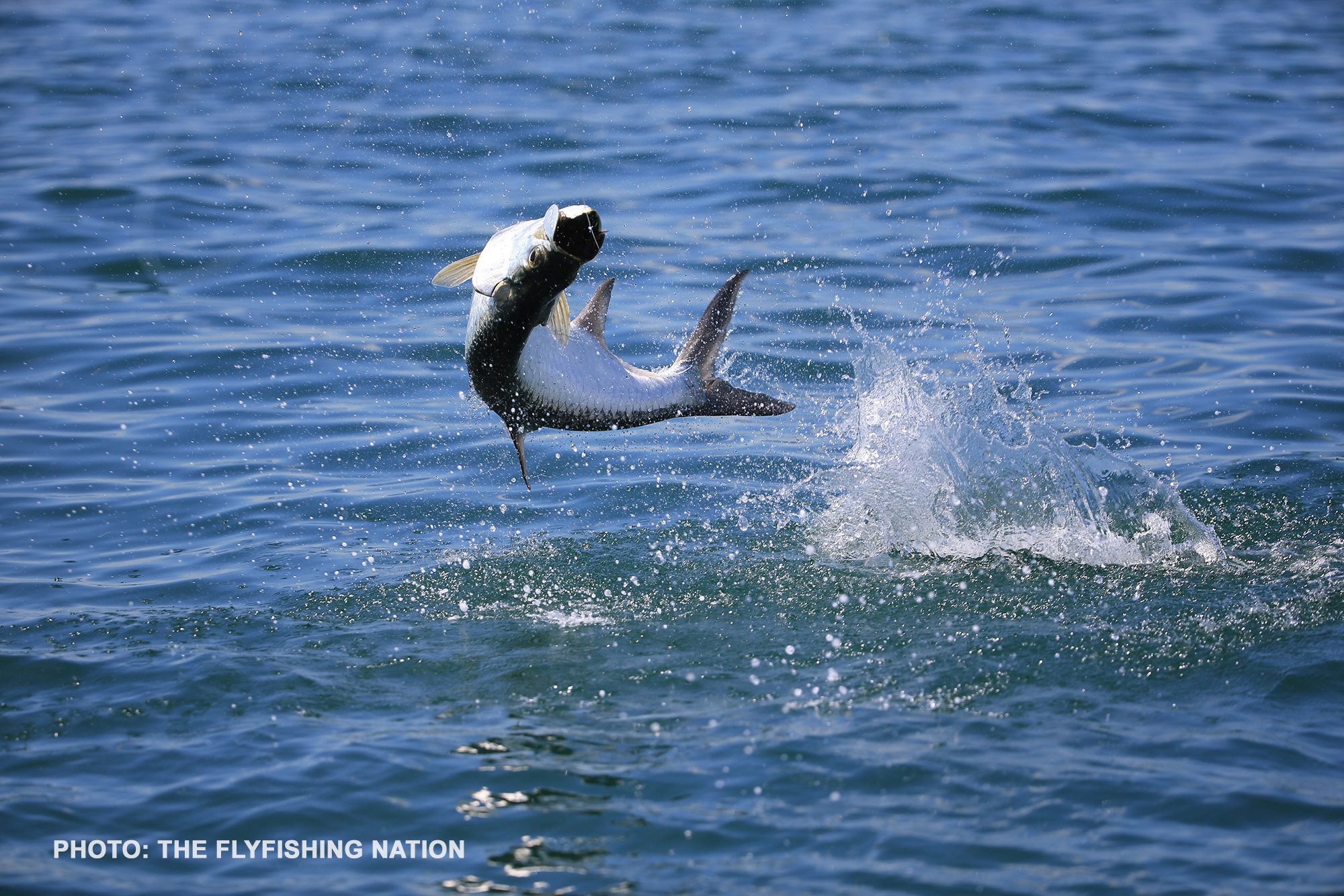 tarpon - Ahrex Hooks