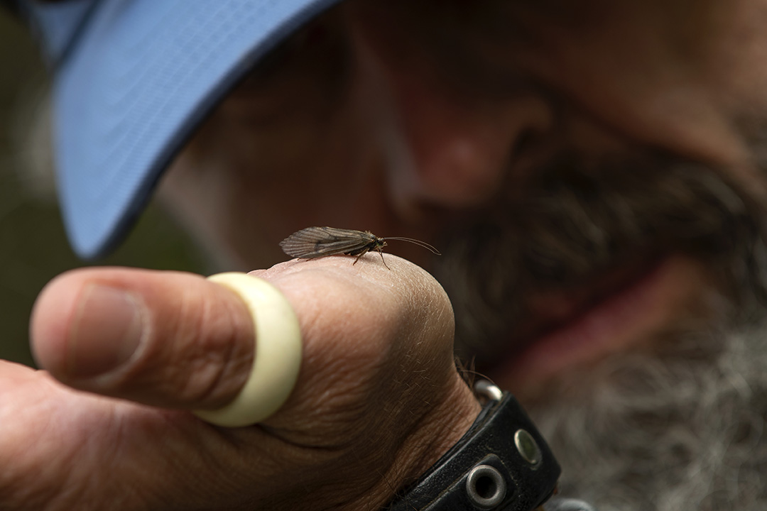 Brown Caddis - Stefan Larsson-04_blog