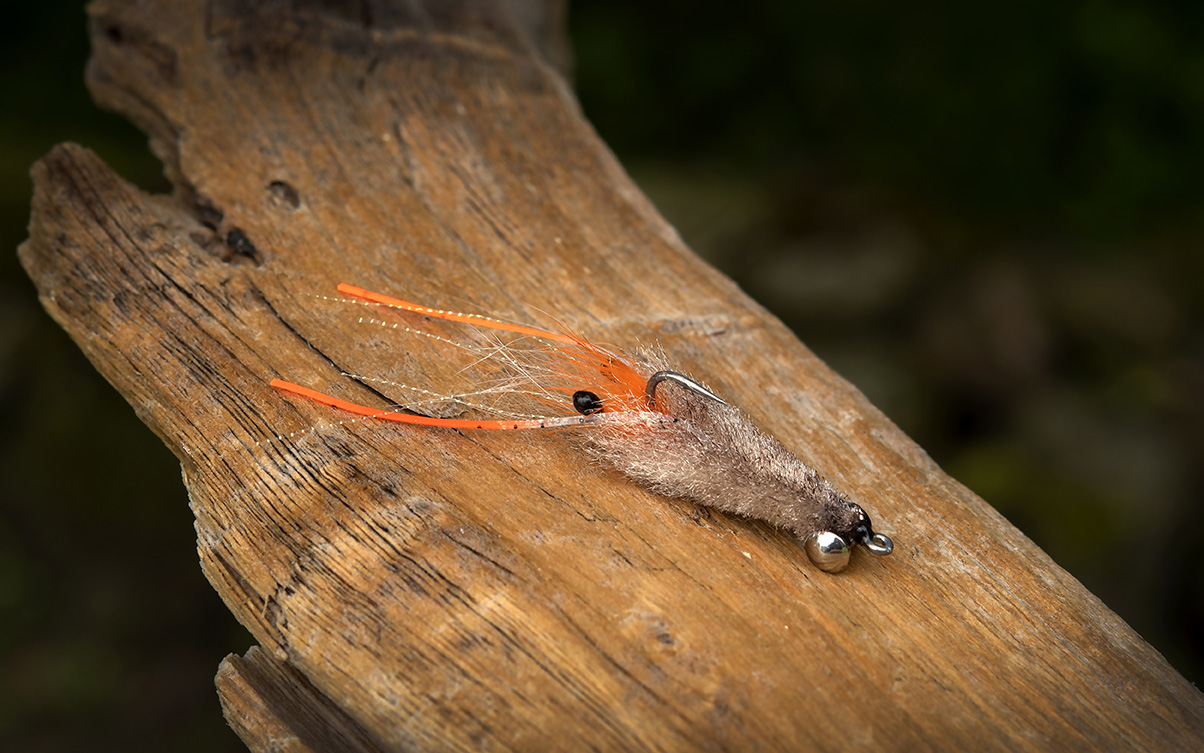 Flat Mantis Shrimp by Giovanni De Pace-03_WEB