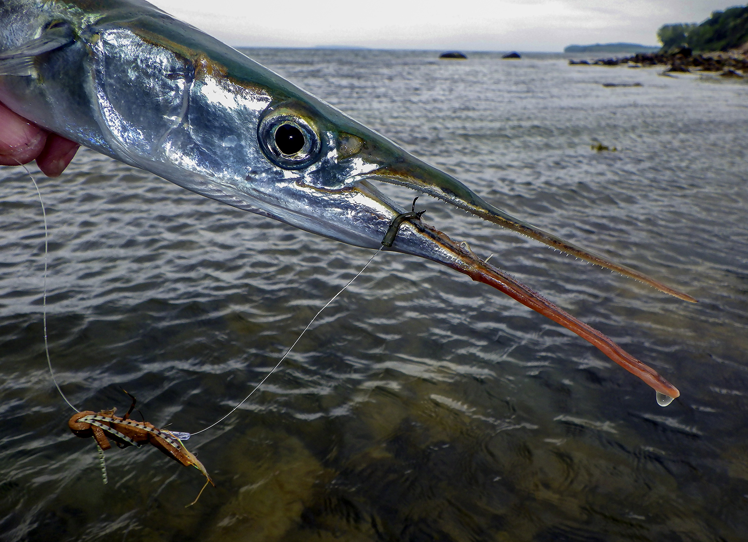 Foam Hornfisk photo by Claus Eriksen