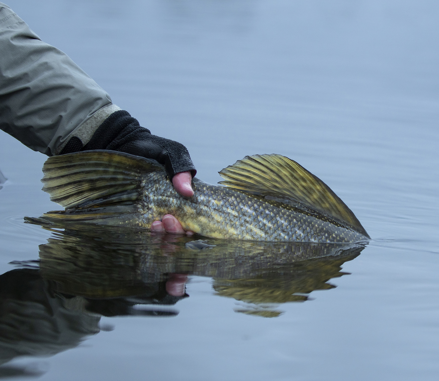 Fall pike - Ahrex Hooks