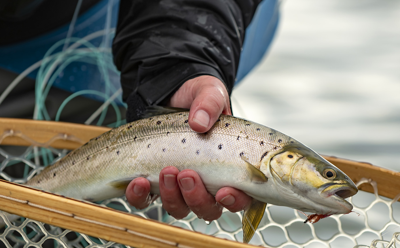 NS - Mariager Fjord Flexistripper-Searun Brown-04_web