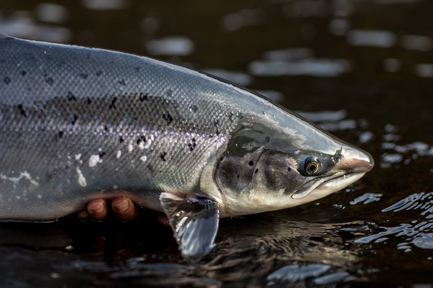 Core C2441 Salmon and Steelhead Fly Hooks - CORE Hooks Powered by Ahrex