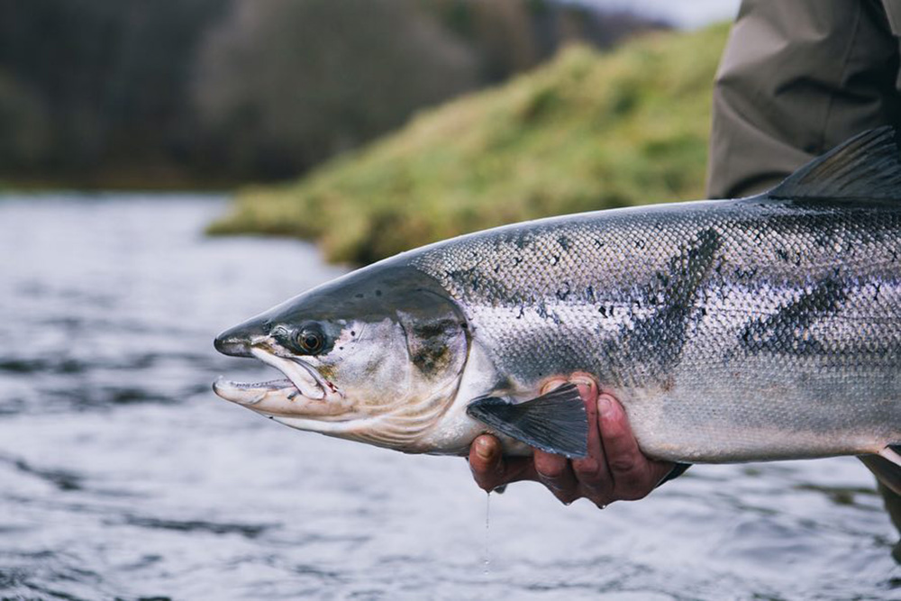 salmon - Ahrex Hooks