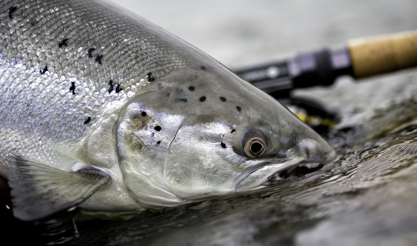 Salmon hook flies dbl tied by Torve