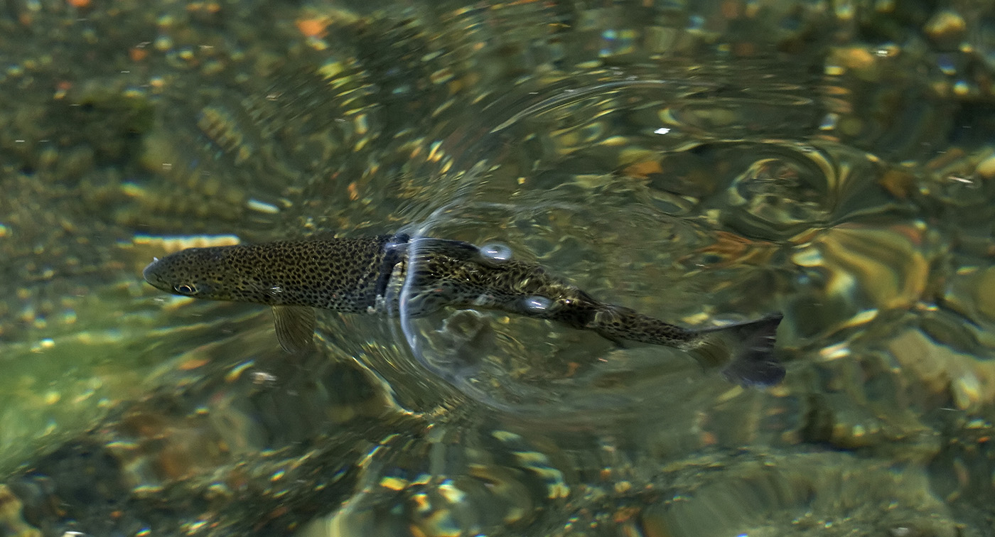 He is always down for an adventure and to smell some fish, but is  absolutely terrible at being stealthy. : r/flyfishing