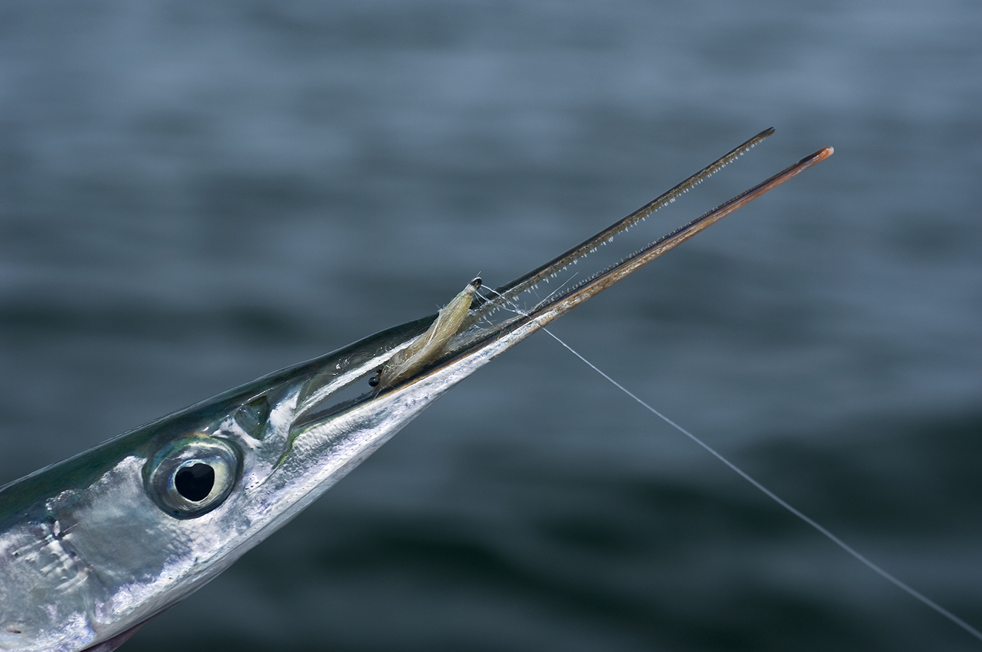 Garfish-time - Ahrex Hooks