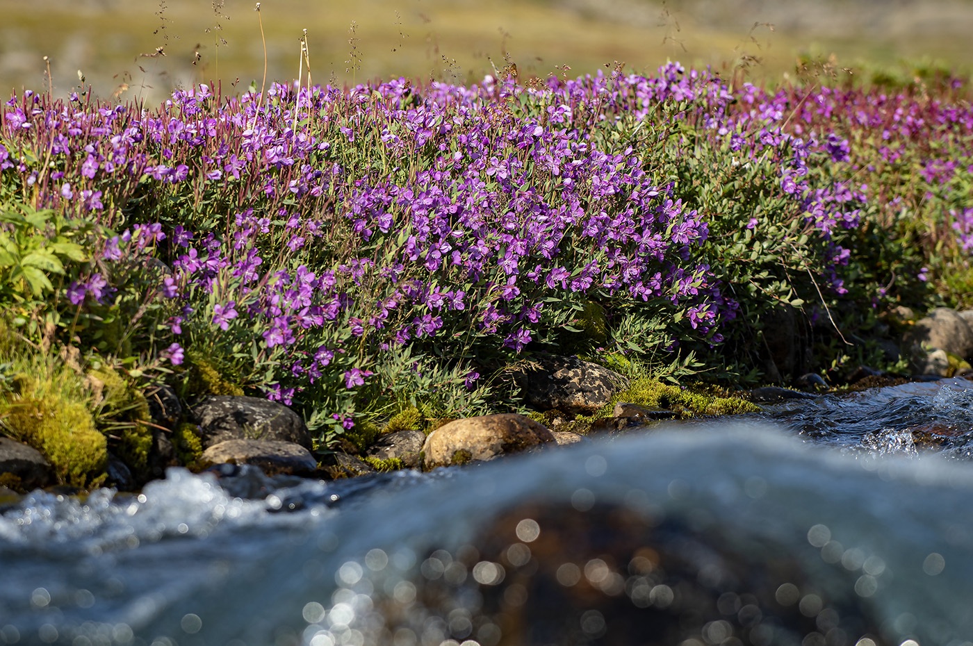 Erfalik - Bankside Flowers-01