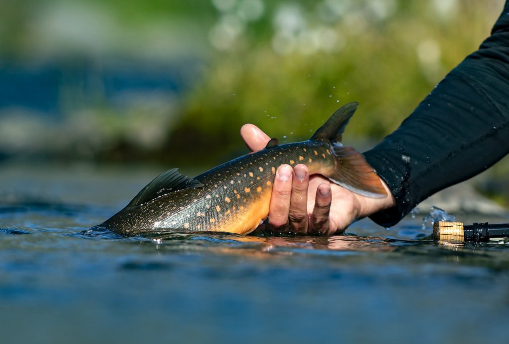 Artic Char - Ahrex Hooks