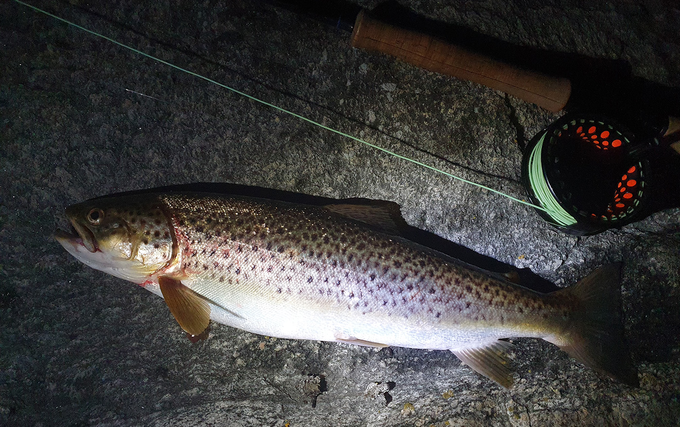 Rainbow Trout Night Fishing