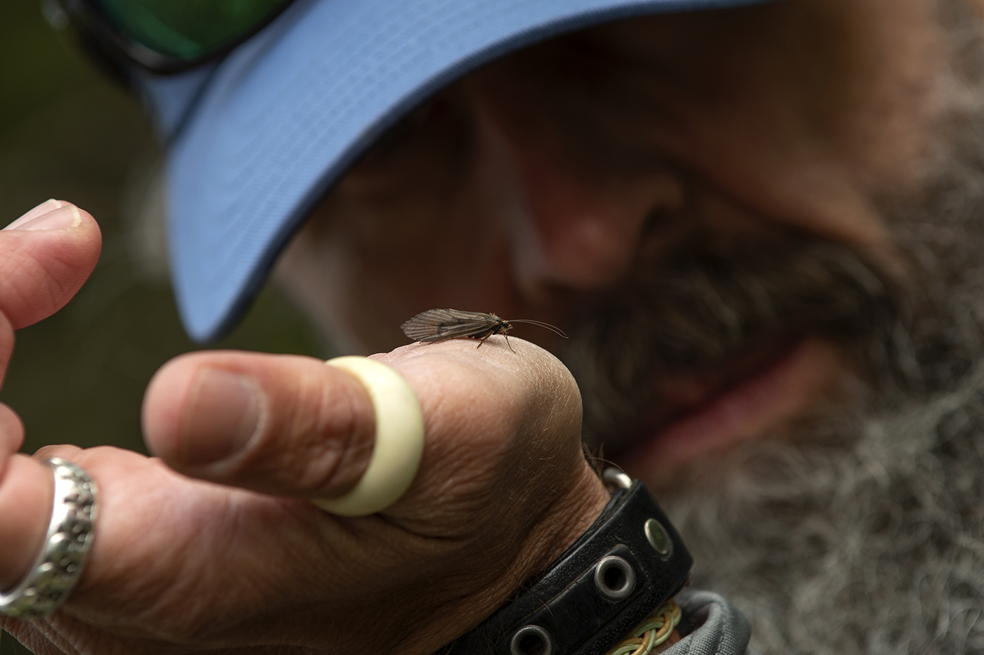 Caddis or sedge - Ahrex Hooks