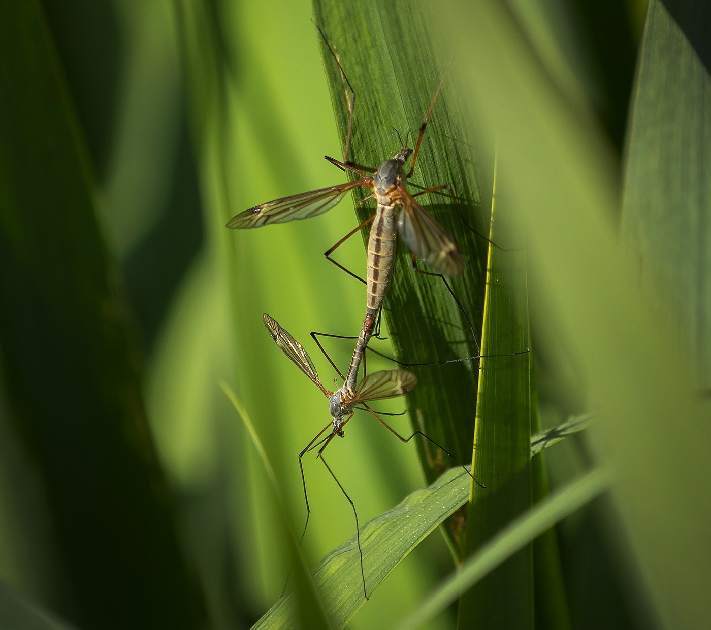 Daddy Long Legs - Ahrex Pond 18-05-01