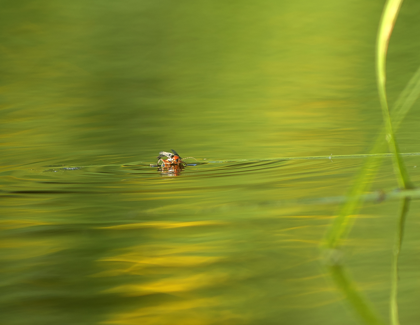 Red Beetle - Ahrex Pond 18-05-01