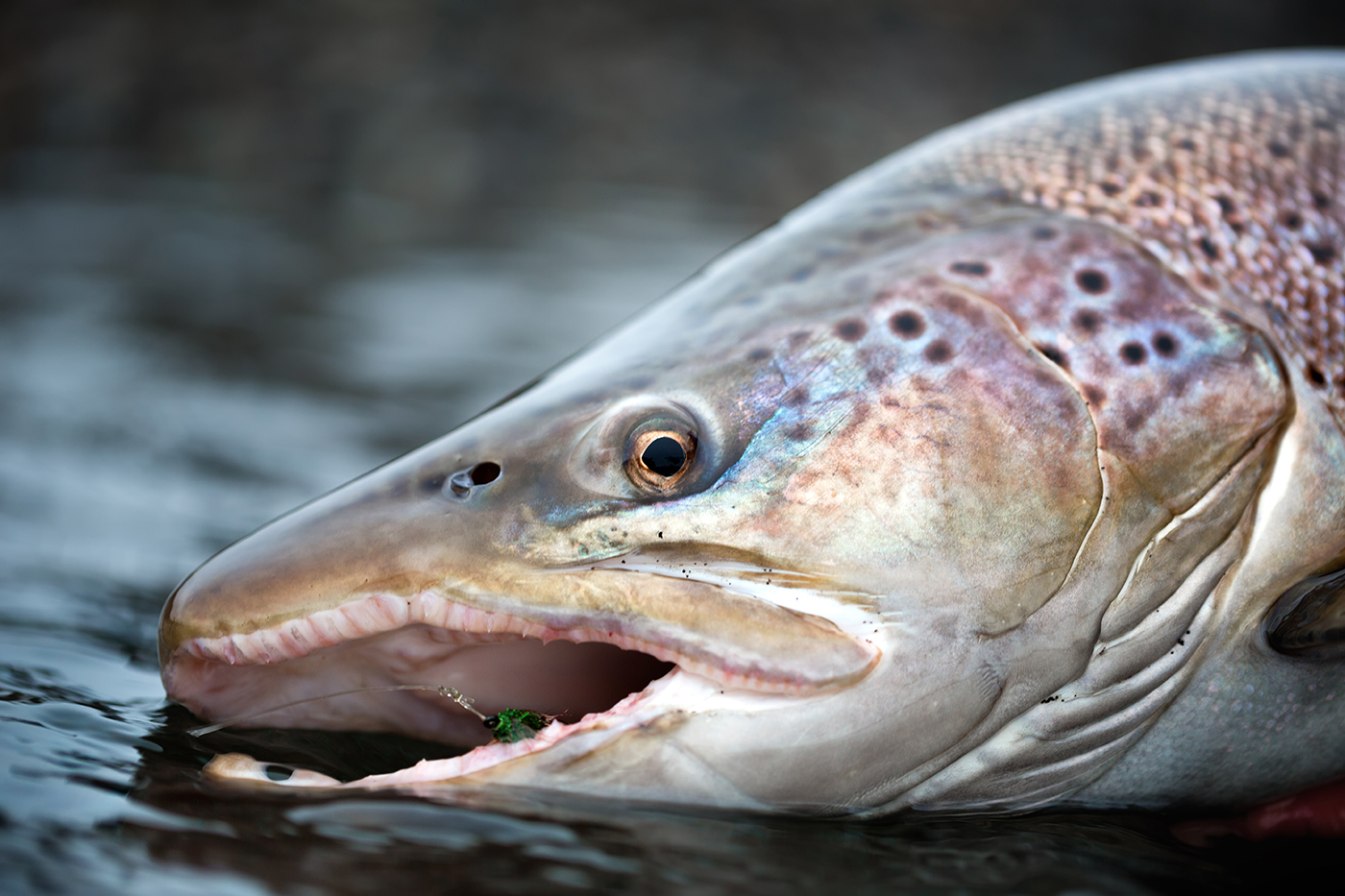 18lb Hamish Condor Pool Mug Shot