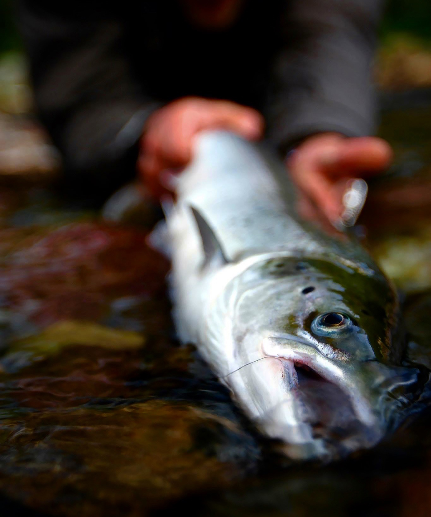 Norwegian Salmon by Peter Birch Christensen-04