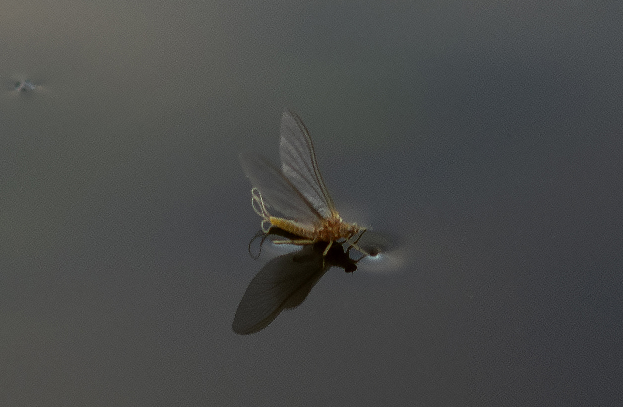 Mayfly - Dun-Newly hatched