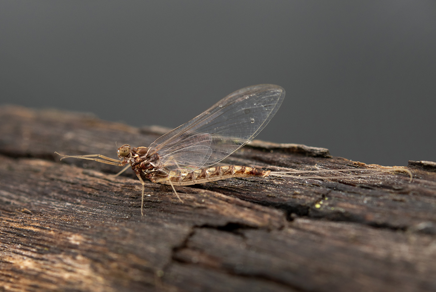 Mayfly - Imago-01