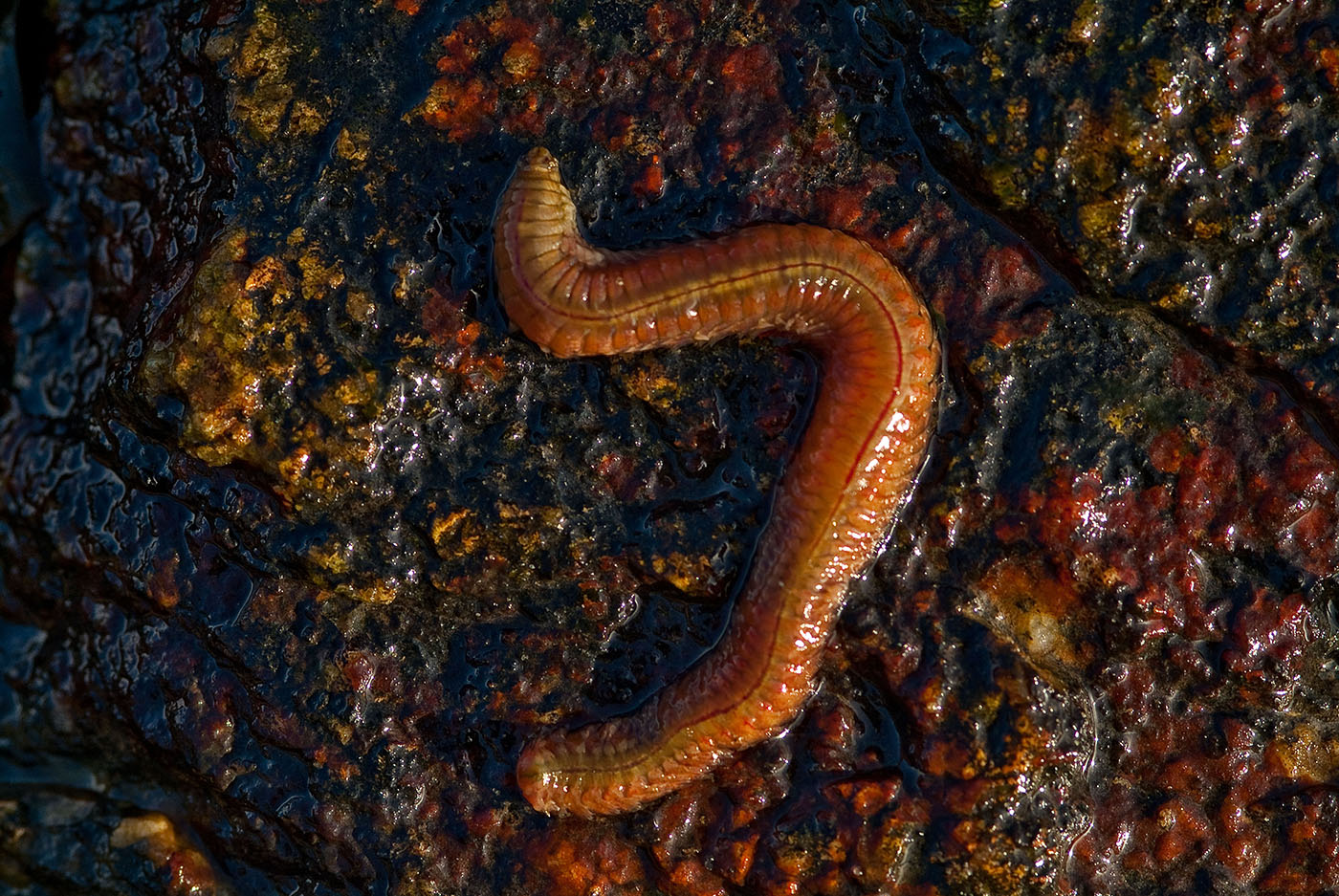 trout Archives  Yorkshire Worms