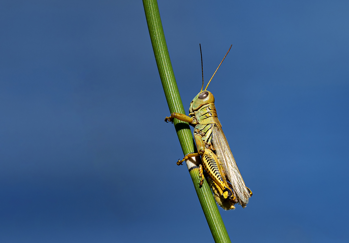 Gunnison Hopper-05