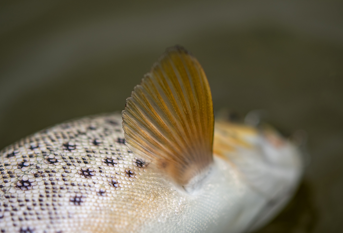 trout Archives  Yorkshire Worms