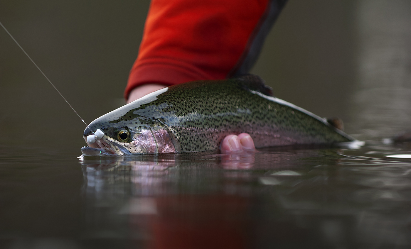 Little Rainbow Trout Streamer Streamer Flies for Trout Fly Fishing Trout  Flies for Fly Boxes -  Sweden