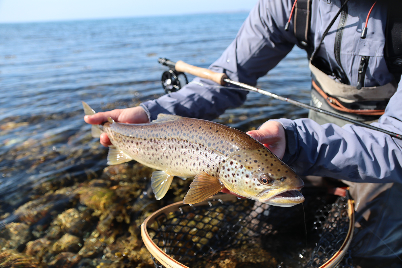 Book a guide - Seatrout Fyn