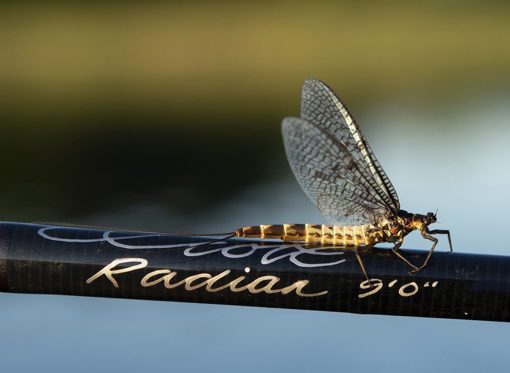 Fly Fishing Feathers in Malaysia - Green Daun