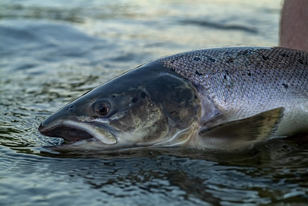 Salmon - Steelhead - Sea trout - Ahrex Hooks